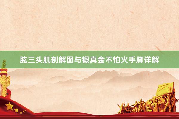 肱三头肌剖解图与锻真金不怕火手脚详解